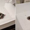 Aw, Rat Baby Emerges From Bathroom Sink In Brooklyn